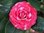 camelia_japonica_roja_31-10-06.jpg