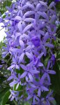 Petrea_volubilis_I.JPG