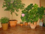 hortensia.jpg