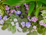 violetas2.jpg