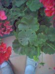 image_00033.jpg