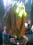 Spathiphyllum01.JPG