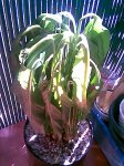 Spathiphyllum02.JPG