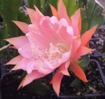 Epiphyllum  (640 x 604).jpg