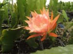 epiphyllum detalle de las hojas  (700 x 525).jpg