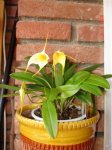 orquis 003 (Custom) (2).jpg