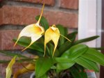 orquis 002 (Custom).jpg