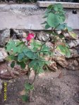 plantes_2006_007.jpg