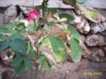 plantes_2006_008.jpg