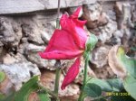 plantes_2006_009.jpg