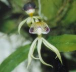orquidea11.jpg