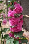 Malva_Rosa.jpg