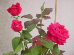 rosa2.JPG