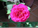 rosa1.JPG
