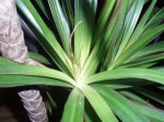 dracena.jpg