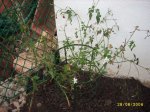 plantes_2006_018.jpg