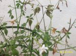 plantes_2006_019.jpg