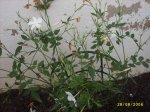 plantes_2006_020.jpg