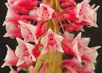 Coelia-macrostachya-1w.jpg