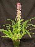 Coelia-macrostachya-3w.jpg