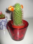 Mammillaria Solici.jpg