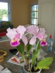 100_0763.JPG