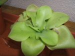 flores 002.jpg