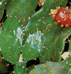 brasiliensis.gif