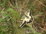 mariposa1.JPG