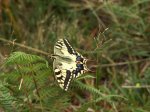 mariposa2.JPG