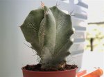 YA---Cactus girando.jpg