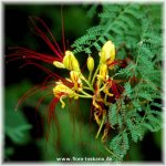caesalpinia_gilliesii_g.jpg