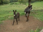 burros.JPG