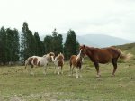 CABALLOS.JPG