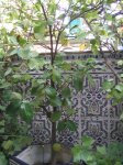 Patio-0001.JPG