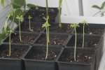 moringa_oleifera.jpg