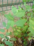 planta1.jpg