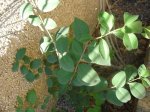 planta2.jpg