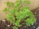 planta3.jpg