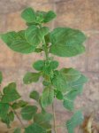 lantana1.jpg