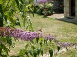 colibri2.JPG