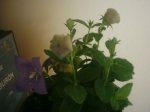 IMG_2010.JPG