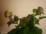 img_2012.JPG
