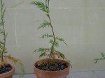 PICT4005.JPG