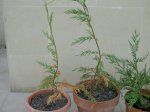 PICT4004.JPG