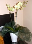 ORQUIDEA.jpg