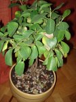 microcarpa 001.jpg