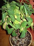 microcarpa 002.jpg