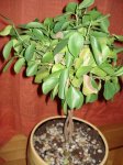 microcarpa 003.jpg