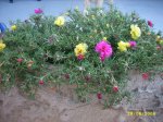 plantes_2006_001.jpg